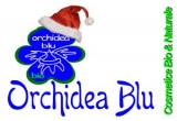 Castiga unul din cele 3 cadouri de Craciun Bio oferite de Orchidea Blu 