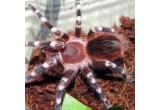 Castiga o tarantula Lasiodora parahybana de 5 fh (naparliri)