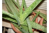 Castiga unul din cei 4 puiuti de Aloe Vera (Barbadensis Miller)