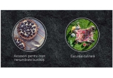 Castiga o excursie culinara sau accesorii pentru copt